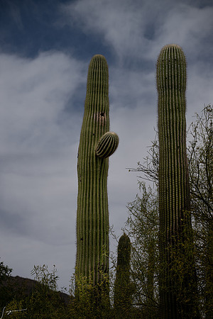 DesertMuseum20220503-112