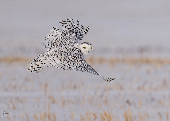 SnowyOwlsAlberta_20230207_0913