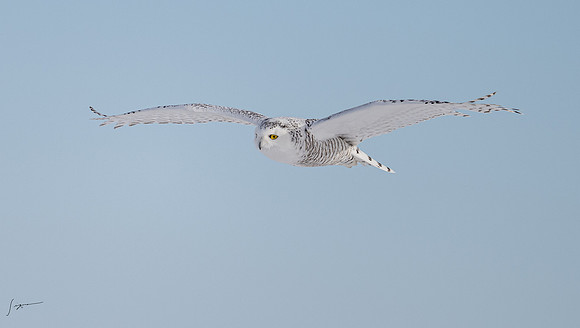 SnowyOwlsAlberta_20230207_0786