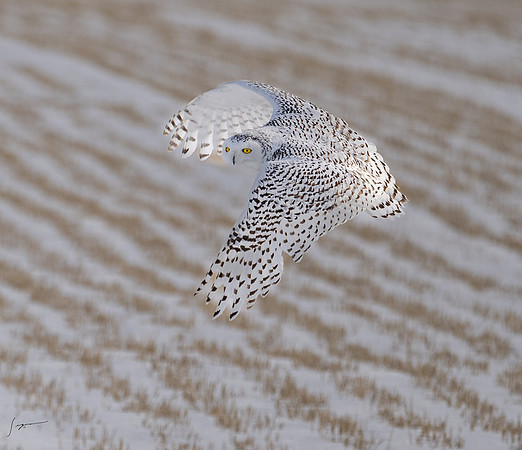 SnowyOwlsAlberta_20230207_0471