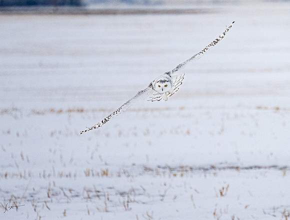 SnowyOlwsAlberta_20230209_1362