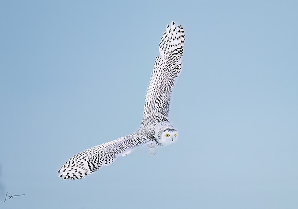 SnowyOlwsAlberta_20230209_1350-Edit