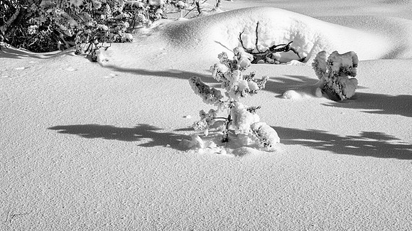 Yellowstone_20230117_1230-Edit