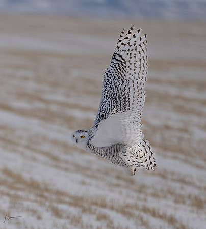 SnowyOwlsAlberta_20230207_0464