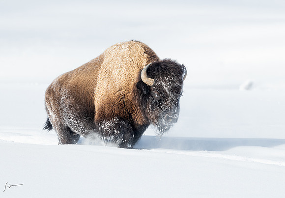 Yellowstone20230118_20230118_0297