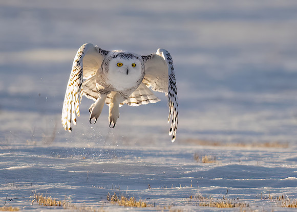 SnowyOwlsAlberta_20230207_1797-Edit