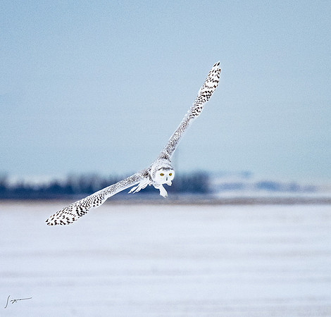 SnowyOlwsAlberta_20230209_1356