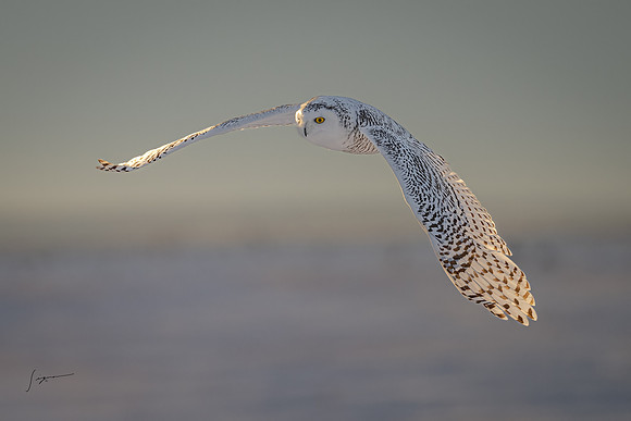 SnowyOwlsAlberta_20230207_2621-Edit