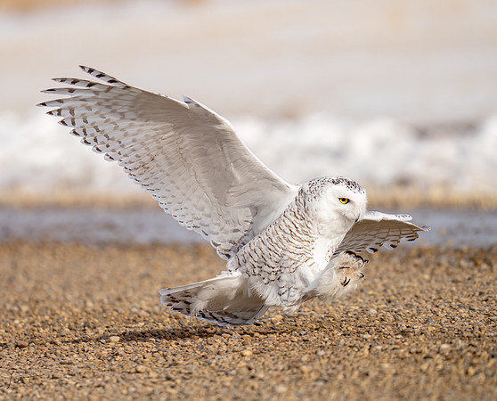 SnowyOwlsAlberta_20230207_1007-Edit