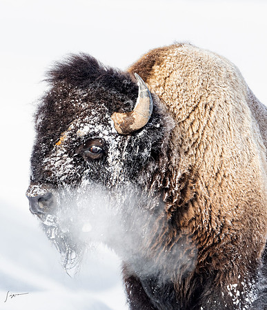 Yellowstone20230118_20230118_0372