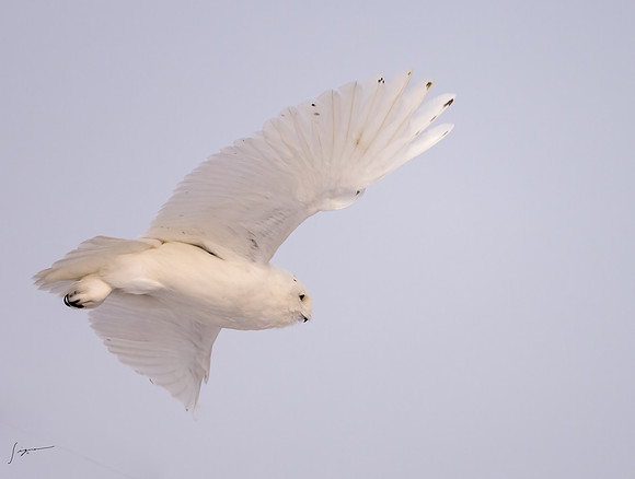 SnowyOwlsAlberta_20230207_1614-Edit-2