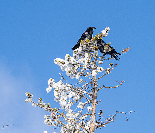 Yellowstone_20230117_1066