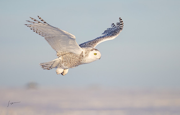 SnowyOwlsAlberta_20230208_0708-Edit