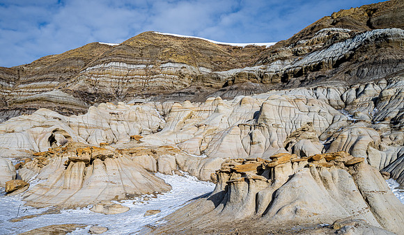 SnowyOwlsAlberta_20230208_0552