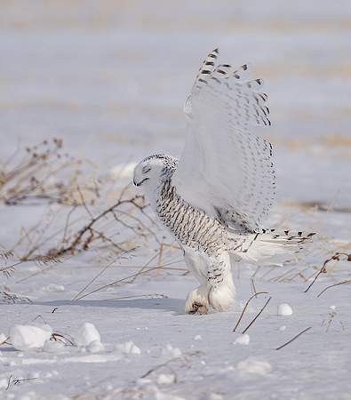 SnowyOwlsAlberta_20230207_1142