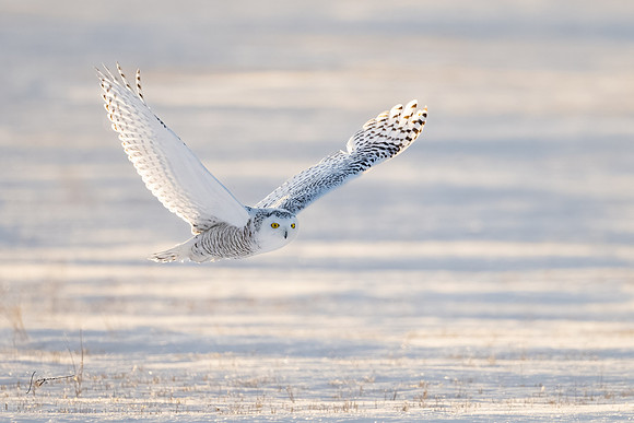 SnowyOwlsAlberta_20230207_2326-Edit