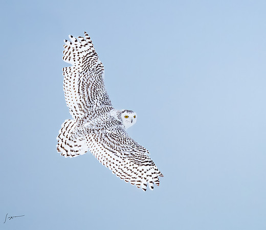 SnowyOlwsAlberta_20230209_1332-Edit