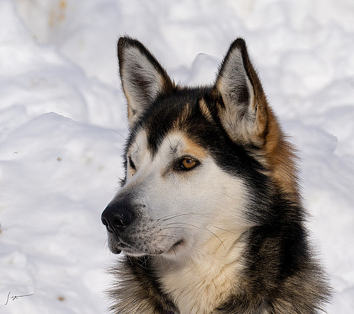 WisemanAK_20230307_0284-Edit