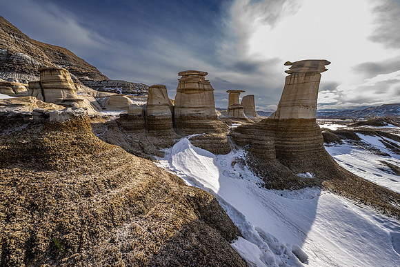 SnowyOwlsAlberta_20230208_0409