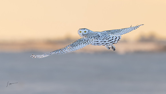 SnowyOwlsAlberta_20230208_0007