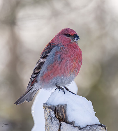 WisemanAK_20230307_0594-Edit