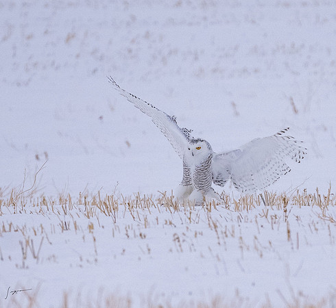 SnowyOlwsAlberta_20230209_1818
