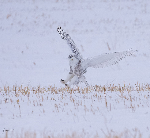 SnowyOlwsAlberta_20230209_1817