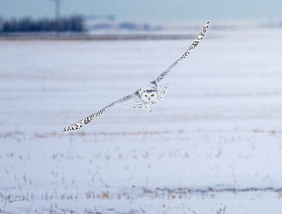 SnowyOlwsAlberta_20230209_1361