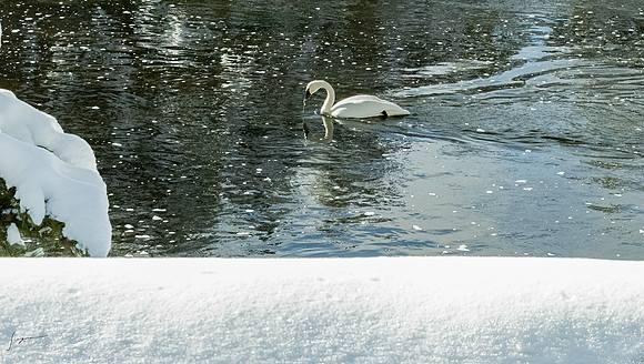 Yellowstone_20230117_1392-Edit