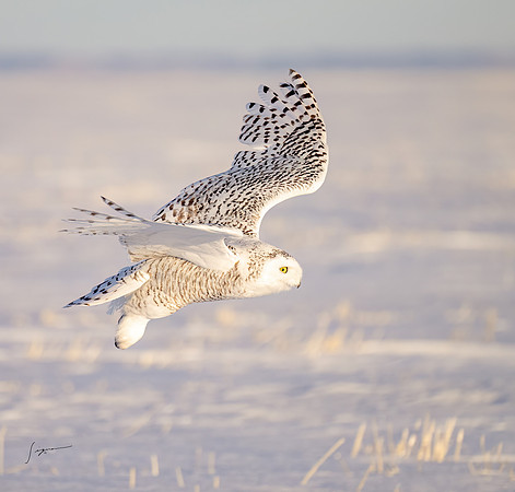 SnowyOwlsAlberta_20230208_0717-Edit