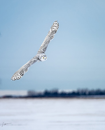 SnowyOlwsAlberta_20230209_1351_DxO
