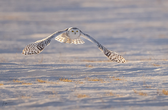 SnowyOwlsAlberta_20230207_1800-Edit