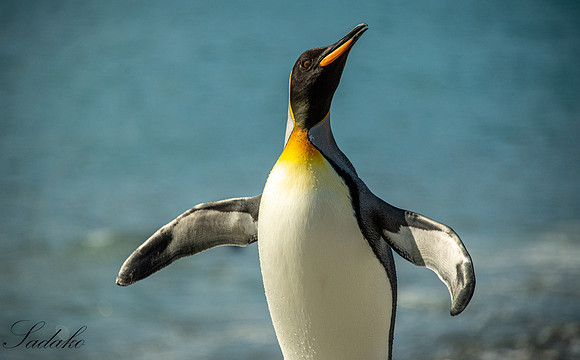 King Penguin South Georgia_DSC4101