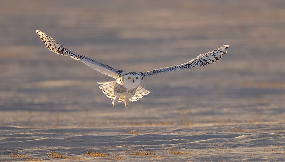 SnowyOwlsAlberta_20230207_1803-Edit