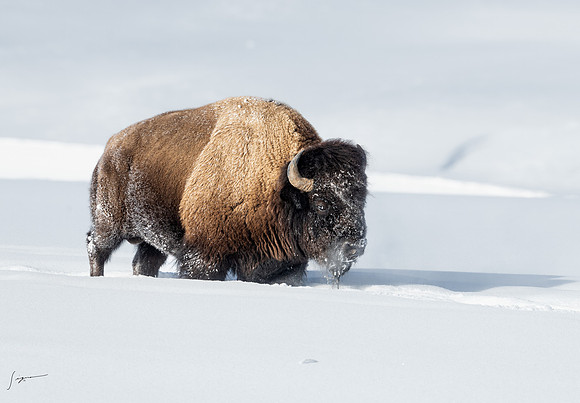 Yellowstone20230118_20230118_0276