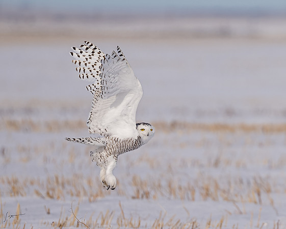 SnowyOwlsAlberta_20230207_0904-Edit