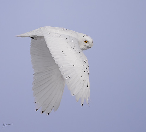 SnowyOwlsAlberta_20230207_1625-Edit-2
