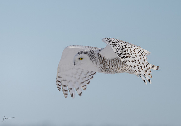 SnowyOwlsAlberta_20230207_0808
