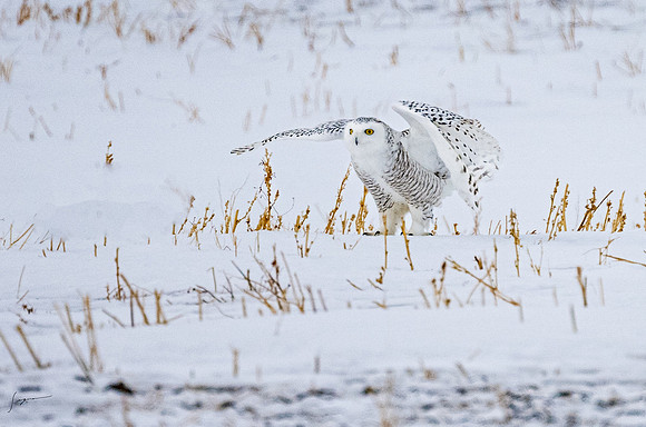 SnowyOlwsAlberta_20230209_1374