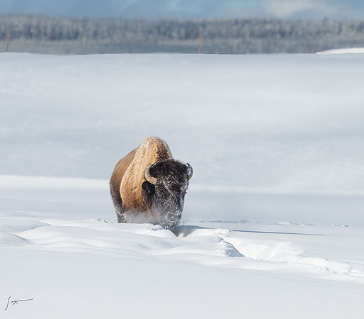 Yellowstone20230118_20230118_0256-Edit