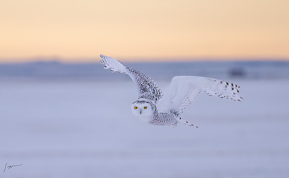 SnowyOlwsAlberta_20230209_1870-Edit