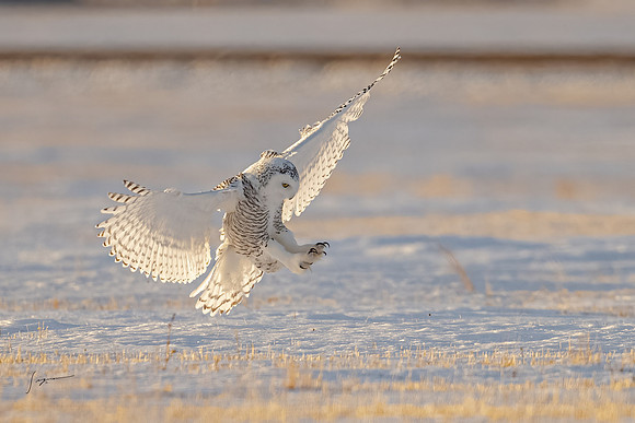 SnowyOwlsAlberta_20230207_2429-Edit