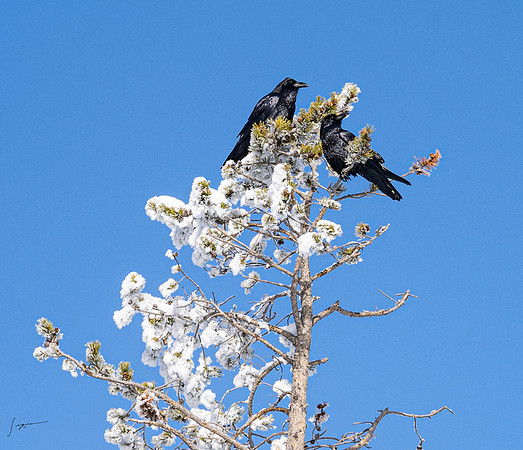 Yellowstone_20230117_1071