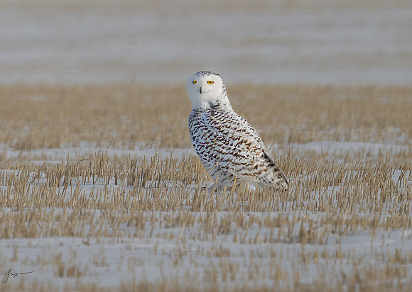 SnowyOwlsAlberta_20230207_0304-Edit