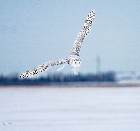 SnowyOlwsAlberta_20230209_1355