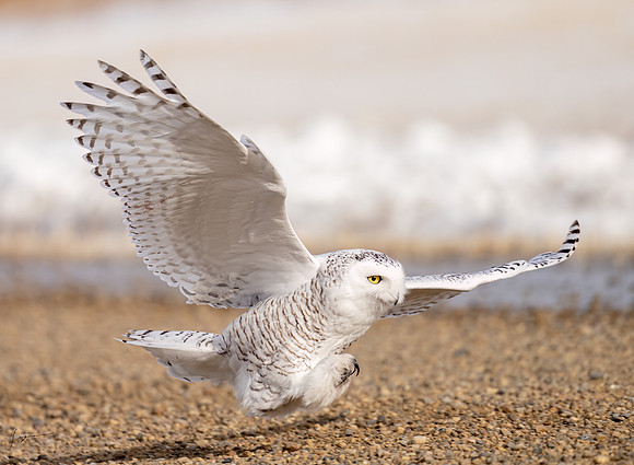 SnowyOwlsAlberta_20230207_1006-Edit