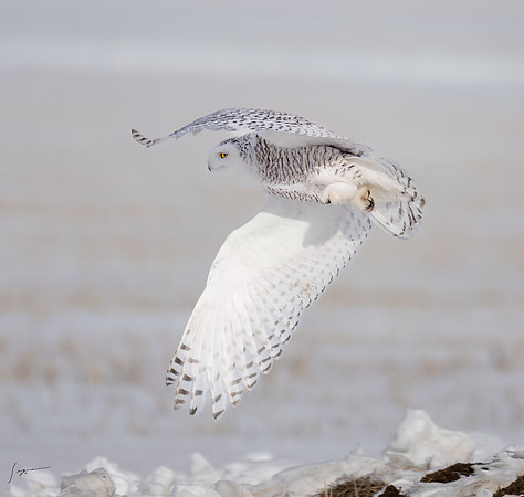 SnowyOwlsAlberta_20230207_0374-Edit
