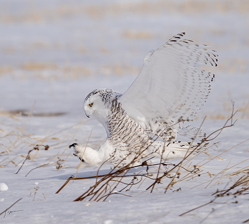 SnowyOwlsAlberta_20230207_1141-Edit
