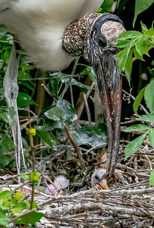 NorthLakesNestingArea20190408_0519
