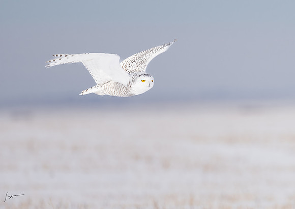 SnowyOwlsAlberta_20230207_0057-Edit